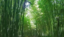 竹林小区新闻爆料最新情况,最新进展及影响揭秘